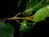  (Nauclea obtusa - XM_0834_M)  @11 [ ] CreativeCommons - Attribution Non-Commercial Share-Alike (2015) Cam Webb, Endro Setiawan & Hery Yanto Arnold Arboretum of Harvard University