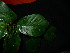  ( - XM_0834_M)  @11 [ ] CreativeCommons - Attribution Non-Commercial Share-Alike (2015) Cam Webb, Endro Setiawan & Hery Yanto Arnold Arboretum of Harvard University