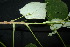  ( - XM_0838_J)  @11 [ ] CreativeCommons - Attribution Non-Commercial Share-Alike (2015) Cam Webb, Endro Setiawan & Hery Yanto Arnold Arboretum of Harvard University