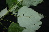  ( - XM_0838_J)  @11 [ ] CreativeCommons - Attribution Non-Commercial Share-Alike (2015) Cam Webb, Endro Setiawan & Hery Yanto Arnold Arboretum of Harvard University