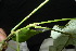  ( - XM_0838_J)  @11 [ ] CreativeCommons - Attribution Non-Commercial Share-Alike (2015) Cam Webb, Endro Setiawan & Hery Yanto Arnold Arboretum of Harvard University
