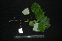  ( - XM_0838_J)  @11 [ ] CreativeCommons - Attribution Non-Commercial Share-Alike (2015) Cam Webb, Endro Setiawan & Hery Yanto Arnold Arboretum of Harvard University