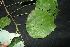  ( - XM_0838_J)  @11 [ ] CreativeCommons - Attribution Non-Commercial Share-Alike (2015) Cam Webb, Endro Setiawan & Hery Yanto Arnold Arboretum of Harvard University