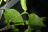  (Garcinia picrorhiza - XM_0841_J)  @11 [ ] CreativeCommons - Attribution Non-Commercial Share-Alike (2015) Cam Webb, Endro Setiawan & Hery Yanto Arnold Arboretum of Harvard University