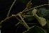  ( - XM_0842_J)  @11 [ ] CreativeCommons - Attribution Non-Commercial Share-Alike (2015) Cam Webb, Endro Setiawan & Hery Yanto Arnold Arboretum of Harvard University