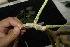  ( - XM_0842_J)  @11 [ ] CreativeCommons - Attribution Non-Commercial Share-Alike (2015) Cam Webb, Endro Setiawan & Hery Yanto Arnold Arboretum of Harvard University