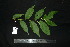  ( - XM_0843_J)  @11 [ ] CreativeCommons - Attribution Non-Commercial Share-Alike (2015) Cam Webb, Endro Setiawan & Hery Yanto Arnold Arboretum of Harvard University