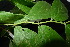  ( - XM_0843_J)  @11 [ ] CreativeCommons - Attribution Non-Commercial Share-Alike (2015) Cam Webb, Endro Setiawan & Hery Yanto Arnold Arboretum of Harvard University