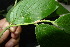  ( - XM_0843_J)  @11 [ ] CreativeCommons - Attribution Non-Commercial Share-Alike (2015) Cam Webb, Endro Setiawan & Hery Yanto Arnold Arboretum of Harvard University