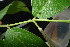  ( - XM_0843_J)  @11 [ ] CreativeCommons - Attribution Non-Commercial Share-Alike (2015) Cam Webb, Endro Setiawan & Hery Yanto Arnold Arboretum of Harvard University