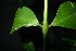  ( - XM_0854_J)  @11 [ ] CreativeCommons - Attribution Non-Commercial Share-Alike (2015) Cam Webb, Endro Setiawan & Hery Yanto Arnold Arboretum of Harvard University