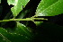  ( - XM_0854_J)  @11 [ ] CreativeCommons - Attribution Non-Commercial Share-Alike (2015) Cam Webb, Endro Setiawan & Hery Yanto Arnold Arboretum of Harvard University