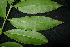  ( - XM_0854_J)  @11 [ ] CreativeCommons - Attribution Non-Commercial Share-Alike (2015) Cam Webb, Endro Setiawan & Hery Yanto Arnold Arboretum of Harvard University