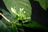  ( - XM_0859_J)  @11 [ ] CreativeCommons - Attribution Non-Commercial Share-Alike (2015) Cam Webb, Endro Setiawan & Hery Yanto Arnold Arboretum of Harvard University