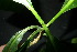  (Morinda bracteata - XM_0859_J)  @11 [ ] CreativeCommons - Attribution Non-Commercial Share-Alike (2015) Cam Webb, Endro Setiawan & Hery Yanto Arnold Arboretum of Harvard University