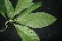  ( - XM_0859_J)  @11 [ ] CreativeCommons - Attribution Non-Commercial Share-Alike (2015) Cam Webb, Endro Setiawan & Hery Yanto Arnold Arboretum of Harvard University