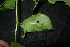  ( - XM_0863_J)  @11 [ ] CreativeCommons - Attribution Non-Commercial Share-Alike (2015) Cam Webb, Endro Setiawan & Hery Yanto Arnold Arboretum of Harvard University