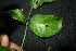  ( - XM_0863_J)  @11 [ ] CreativeCommons - Attribution Non-Commercial Share-Alike (2015) Cam Webb, Endro Setiawan & Hery Yanto Arnold Arboretum of Harvard University