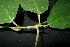  ( - XM_0869_J)  @11 [ ] CreativeCommons - Attribution Non-Commercial Share-Alike (2015) Cam Webb, Endro Setiawan & Hery Yanto Arnold Arboretum of Harvard University