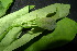  ( - XM_0872_J)  @11 [ ] CreativeCommons - Attribution Non-Commercial Share-Alike (2015) Cam Webb, Endro Setiawan & Hery Yanto Arnold Arboretum of Harvard University