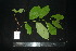  ( - XM_0872_J)  @11 [ ] CreativeCommons - Attribution Non-Commercial Share-Alike (2015) Cam Webb, Endro Setiawan & Hery Yanto Arnold Arboretum of Harvard University