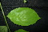  ( - XM_0872_J)  @11 [ ] CreativeCommons - Attribution Non-Commercial Share-Alike (2015) Cam Webb, Endro Setiawan & Hery Yanto Arnold Arboretum of Harvard University