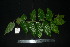  (Alangium chinense - XM_0874_J)  @11 [ ] CreativeCommons - Attribution Non-Commercial Share-Alike (2015) Cam Webb, Endro Setiawan & Hery Yanto Arnold Arboretum of Harvard University