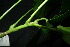  ( - XM_0875_J)  @11 [ ] CreativeCommons - Attribution Non-Commercial Share-Alike (2015) Cam Webb, Endro Setiawan & Hery Yanto Arnold Arboretum of Harvard University