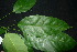  ( - XM_0875_J)  @11 [ ] CreativeCommons - Attribution Non-Commercial Share-Alike (2015) Cam Webb, Endro Setiawan & Hery Yanto Arnold Arboretum of Harvard University