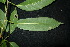 ( - XM_0876_J)  @11 [ ] CreativeCommons - Attribution Non-Commercial Share-Alike (2015) Cam Webb, Endro Setiawan & Hery Yanto Arnold Arboretum of Harvard University