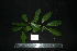  ( - XM_0876_J)  @11 [ ] CreativeCommons - Attribution Non-Commercial Share-Alike (2015) Cam Webb, Endro Setiawan & Hery Yanto Arnold Arboretum of Harvard University