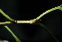 ( - XM_0876_J)  @11 [ ] CreativeCommons - Attribution Non-Commercial Share-Alike (2015) Cam Webb, Endro Setiawan & Hery Yanto Arnold Arboretum of Harvard University