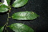  ( - XM_0876_J)  @11 [ ] CreativeCommons - Attribution Non-Commercial Share-Alike (2015) Cam Webb, Endro Setiawan & Hery Yanto Arnold Arboretum of Harvard University