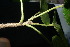  (Pterocymbium javanicum - XM_0879_J)  @11 [ ] CreativeCommons - Attribution Non-Commercial Share-Alike (2015) Cam Webb, Endro Setiawan & Hery Yanto Arnold Arboretum of Harvard University