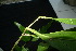  (Harpullia arborea - XM_0883_J)  @11 [ ] CreativeCommons - Attribution Non-Commercial Share-Alike (2015) Cam Webb, Endro Setiawan & Hery Yanto Arnold Arboretum of Harvard University
