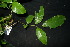  ( - XM_0883_J)  @11 [ ] CreativeCommons - Attribution Non-Commercial Share-Alike (2015) Cam Webb, Endro Setiawan & Hery Yanto Arnold Arboretum of Harvard University