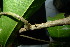  ( - XM_0883_J)  @11 [ ] CreativeCommons - Attribution Non-Commercial Share-Alike (2015) Cam Webb, Endro Setiawan & Hery Yanto Arnold Arboretum of Harvard University