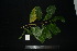  ( - XM_0887_J)  @11 [ ] CreativeCommons - Attribution Non-Commercial Share-Alike (2015) Cam Webb, Endro Setiawan & Hery Yanto Arnold Arboretum of Harvard University