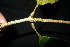  ( - XM_0887_J)  @11 [ ] CreativeCommons - Attribution Non-Commercial Share-Alike (2015) Cam Webb, Endro Setiawan & Hery Yanto Arnold Arboretum of Harvard University