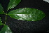  ( - XM_0889_J)  @11 [ ] CreativeCommons - Attribution Non-Commercial Share-Alike (2015) Cam Webb, Endro Setiawan & Hery Yanto Arnold Arboretum of Harvard University