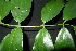  (Ormosia calavensis - XM_0889_J)  @11 [ ] CreativeCommons - Attribution Non-Commercial Share-Alike (2015) Cam Webb, Endro Setiawan & Hery Yanto Arnold Arboretum of Harvard University