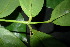  ( - XM_0889_J)  @11 [ ] CreativeCommons - Attribution Non-Commercial Share-Alike (2015) Cam Webb, Endro Setiawan & Hery Yanto Arnold Arboretum of Harvard University