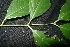  ( - XM_0892_J)  @11 [ ] CreativeCommons - Attribution Non-Commercial Share-Alike (2015) Cam Webb, Endro Setiawan & Hery Yanto Arnold Arboretum of Harvard University