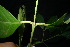  ( - XM_0892_J)  @11 [ ] CreativeCommons - Attribution Non-Commercial Share-Alike (2015) Cam Webb, Endro Setiawan & Hery Yanto Arnold Arboretum of Harvard University
