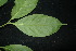  ( - XM_0892_J)  @11 [ ] CreativeCommons - Attribution Non-Commercial Share-Alike (2015) Cam Webb, Endro Setiawan & Hery Yanto Arnold Arboretum of Harvard University