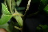  ( - XM_0901_J)  @11 [ ] CreativeCommons - Attribution Non-Commercial Share-Alike (2015) Cam Webb, Endro Setiawan & Hery Yanto Arnold Arboretum of Harvard University