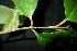  ( - XM_0901_J)  @11 [ ] CreativeCommons - Attribution Non-Commercial Share-Alike (2015) Cam Webb, Endro Setiawan & Hery Yanto Arnold Arboretum of Harvard University