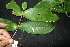  ( - XM_0905_J)  @11 [ ] CreativeCommons - Attribution Non-Commercial Share-Alike (2015) Cam Webb, Endro Setiawan & Hery Yanto Arnold Arboretum of Harvard University