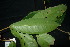  ( - XM_0905_J)  @11 [ ] CreativeCommons - Attribution Non-Commercial Share-Alike (2015) Cam Webb, Endro Setiawan & Hery Yanto Arnold Arboretum of Harvard University