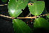  (Syzygium subglauca - XM_0905_J)  @11 [ ] CreativeCommons - Attribution Non-Commercial Share-Alike (2015) Cam Webb, Endro Setiawan & Hery Yanto Arnold Arboretum of Harvard University